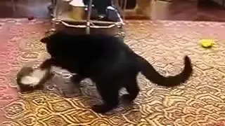 Приколы ! Горностай  нападает на кота