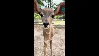 Boop From Ru the Lesser Kudu