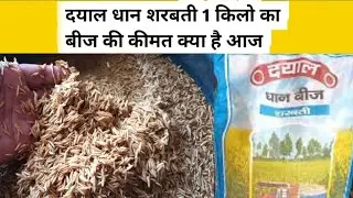 दयाल धान बीज शरबती 1 किलो की कीमत क्या है | Dayal dhaan beej SHARBATI | dhan ki nursery मार्च 2023