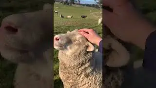 Счастливая овечка