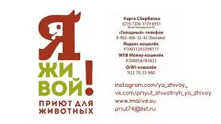 Съемка приюта для животных 