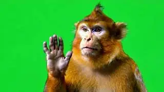 Monkey Green Screen Meme