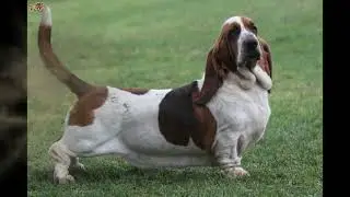 basset hound fart