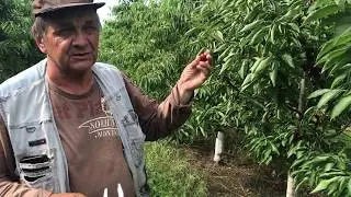 Выращивание и реализация черешни премиум класса.