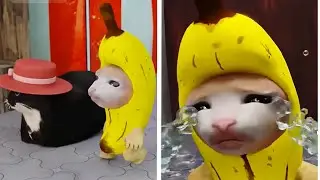 Happy cat best compilation