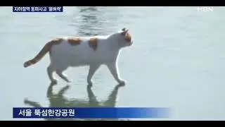 Кот ходит по льду на реке хан - мем, шаблон