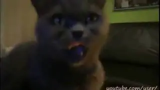 Полный ржач, коту нравится поджигать лапку