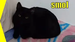 The horrors are endless, but I have my cat