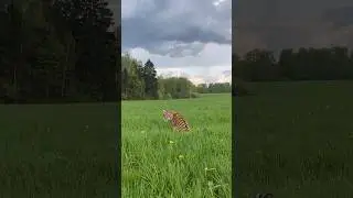 Особенный момент у тигра 😄