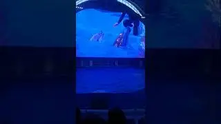 Дельфинарий