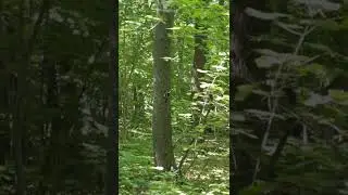 Дятел