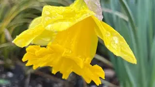 Time lapse of a Lotus #timelapse #lotus #usa