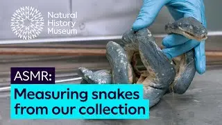 Measuring a python and an adder from our snake collection | ASMR
