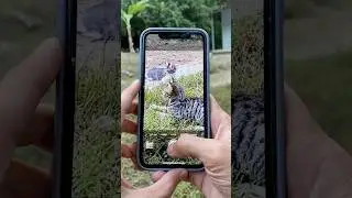 iPhone 11 Camera Zoom Test