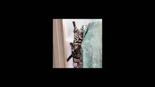 Vacuum cleaner or Bengal cat? This is insane.