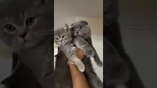 #cat #cutecate #funny #funnycate #cute