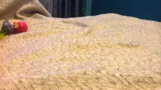 Моя новинка Пинипон , Пини, пэты, LPS LITTLES pets shop