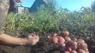 Урожай по картохе 20240916
