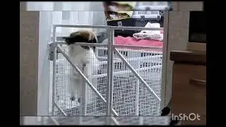 РУНЯША....