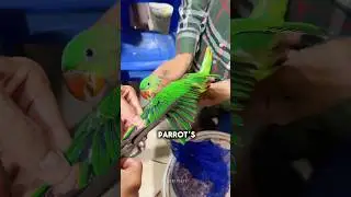 Why You Should NEVER Cut a Parrot’s Wings 🦜✂️
