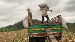 Porn picking harvest old style #corn #picking good harvesting corn field