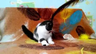Экзот питомник Файна Киця