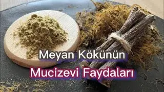 Meyan Kökünün Mucizevi Faydaları: Doğanın Şifa Deposu! 🌿