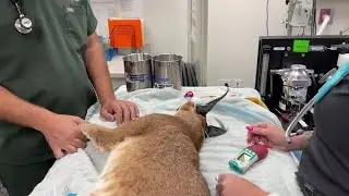 Chaos Caracal is being seen by Dr. Boorstein for significant limping 06 27 2022
