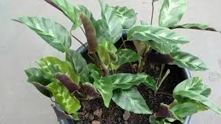 Calathea Warscewiczii - Goeppertia Louisae