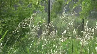 Grasses and Forbs