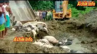 Udalguri district o Wak ni bimango African Swine Fever minggipa sabisiko manaha//A'chik info