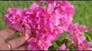 Amazing grafted bougainvilleas