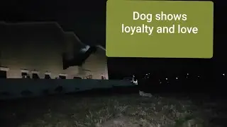 Stray Dog Still At our meeting place even at night