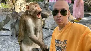 Thử Thách Leo Lên Núi Khỉ và xuống Biển NTN