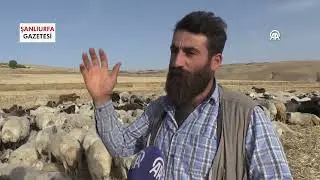 Şanlıurfalı çoban ile kek ve lahmacun yiyen koyunu Gülçinin gülümseten dostluğu