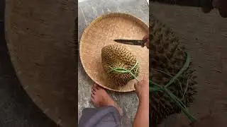Belah durian master 8kg. Mantap! #duren #durian #master #durenmaster #durianmaster #makan #mukbang