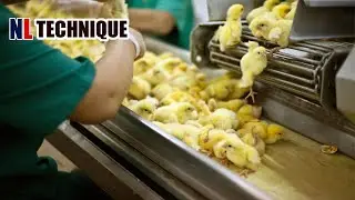 How Eggs and Chicken Are Processed Inside A Poultry Farm With Advanced Technology - Modern Farm