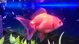 BEAUTIFUL AQUARIUM GOLDFISH , TANK GOLDFISH