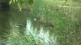 Утка с утятами в пруду городского парка Караганды