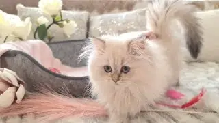 Fluffy kitten is curiousing to explore the world | British kitten is playing