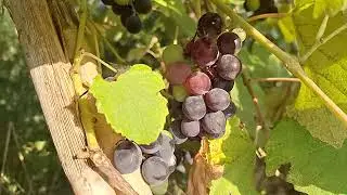‎@-earth.plants-animals  Vitis riparia,wild river grape,rrush dhelpre(4)