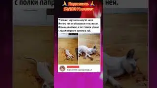 мемы #юмор #ржака #угар #мемы #смех #смешно #shorts #fyp