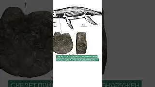 Российские ученые описали строение и поведение плиозавра🦕