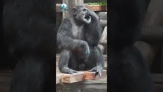 Chimpanzee | #chimpanzee #chimpu #chimplikicomedy #wildlife #indianwildlife #animal #shorts
