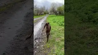 Привет! Я козлик камори, меня зовут Амур