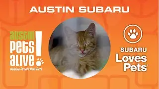 Austin Subaru | Austin Pets Alive | Subaru Loves Pets 🐶