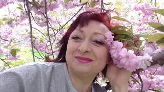 Цветение сакуры на территории Института ДИИТ. Май 2021 год.