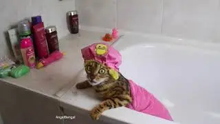ANGEL BENGAL SHOWER PERFORMANCE