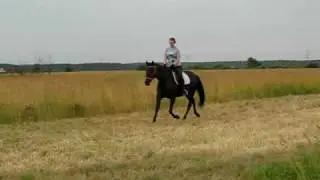 Рысь-галоп в поле
