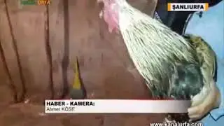 Konuşan Horoz